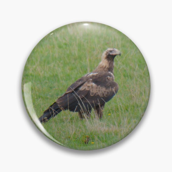 Item preview, RAPTOR ~ Young Wedge-tailed Eagle DJIX8FP4349 by David Irwin designed and sold by tasmanianartist.