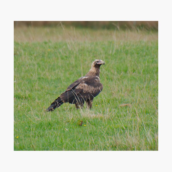 RAPTOR ~ Young Wedge-tailed Eagle DJIX8FP4349 by David Irwin Photographic Print