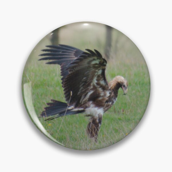 Item preview, RAPTOR ~ Young Wedge-tailed Eagle DJIL25QDJCB by David Irwin designed and sold by tasmanianartist.