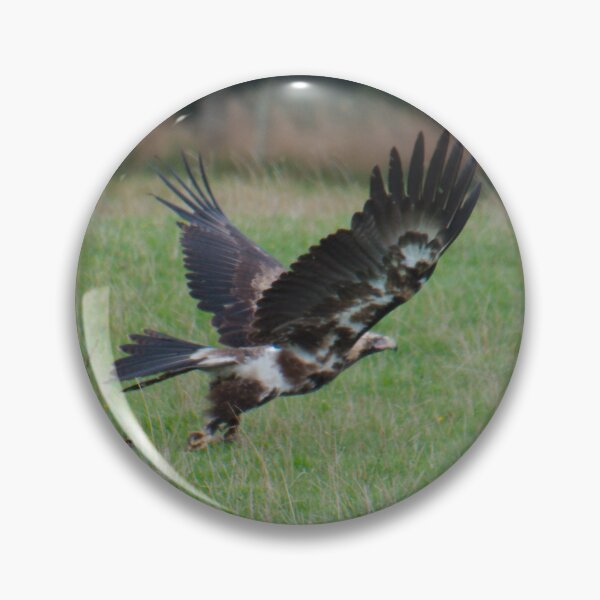 Item preview, RAPTOR ~ Young Wedge-tailed Eagle DJIY353HK4M by David Irwin designed and sold by tasmanianartist.