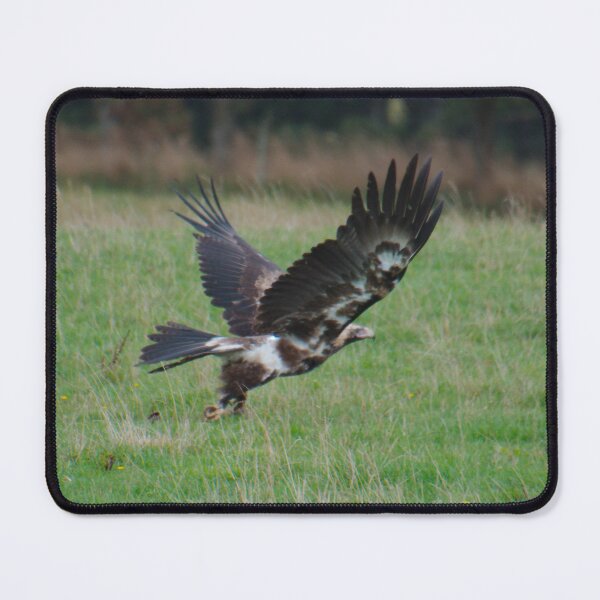 Item preview, RAPTOR ~ Young Wedge-tailed Eagle DJIY353HK4M by David Irwin designed and sold by tasmanianartist.