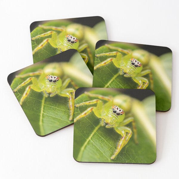 Item preview, Mopsus Mormon Spider designed and sold by robdanimalphotography.