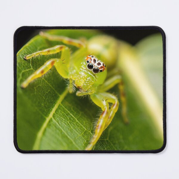 Item preview, Mopsus Mormon Spider designed and sold by robdwildlife.