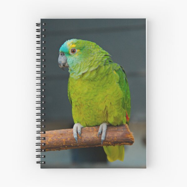 Item preview, PARROT ~ Blue Fronted Amazon DJIVHEH4576 by David Irwin designed and sold by tasmanianartist.