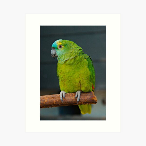 PARROT ~ Blue Fronted Amazon DJIVHEH4576 by David Irwin Art Print