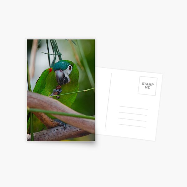 PARROT ~ Hahn's Macaw DJIW8U48JUV by David Irwin Postcard