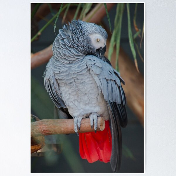 PARROT ~ African Grey DJIPWJZWKQE by David Irwin Poster