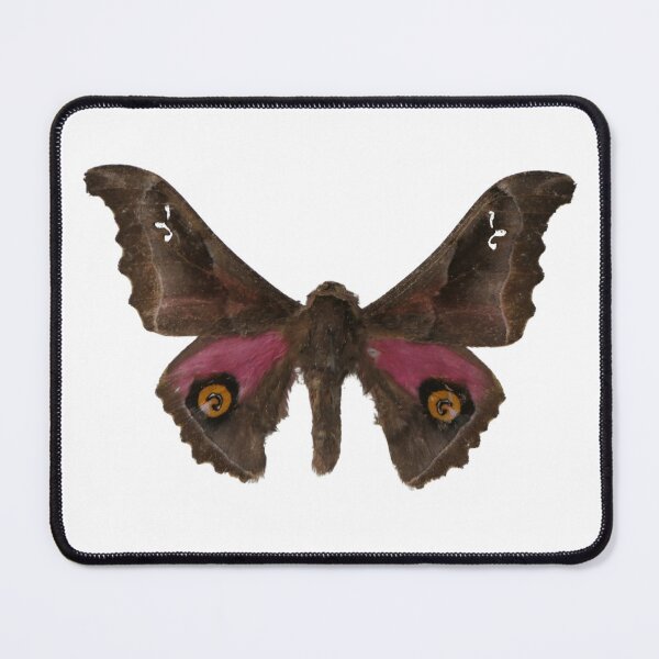 Item preview, Ludia orinoptena: African silkmoth designed and sold by Entomologist.