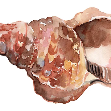 Artwork thumbnail, Seashell Sticker by AquarelDesigns