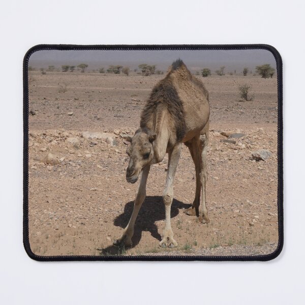 Item preview, Dromedary - Photography designed and sold by Tusnelde.