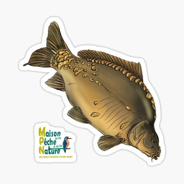 Carpe miroir Sticker