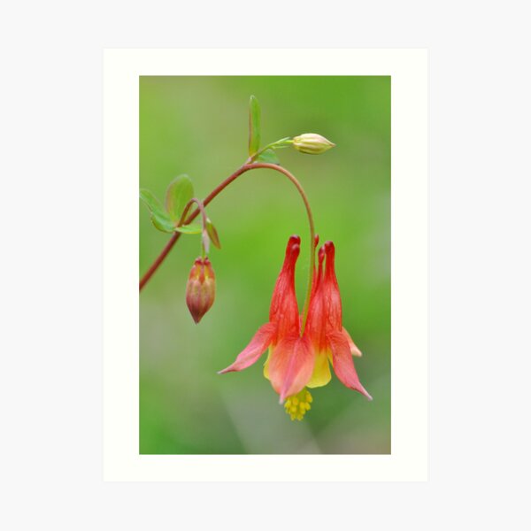 Woodland Beauty Art Print