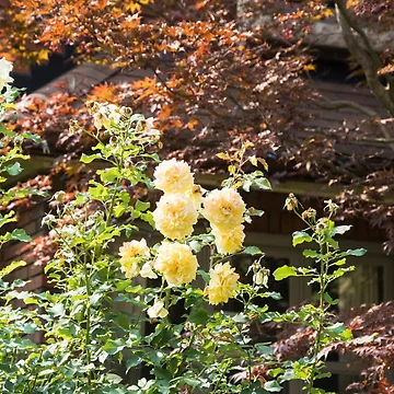Artwork thumbnail, September Yellow Roses by Georgia Mizuleva
