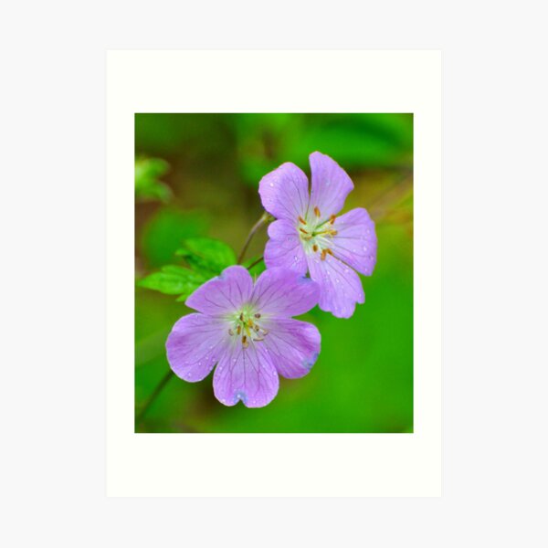 Wild Geranium Art Print