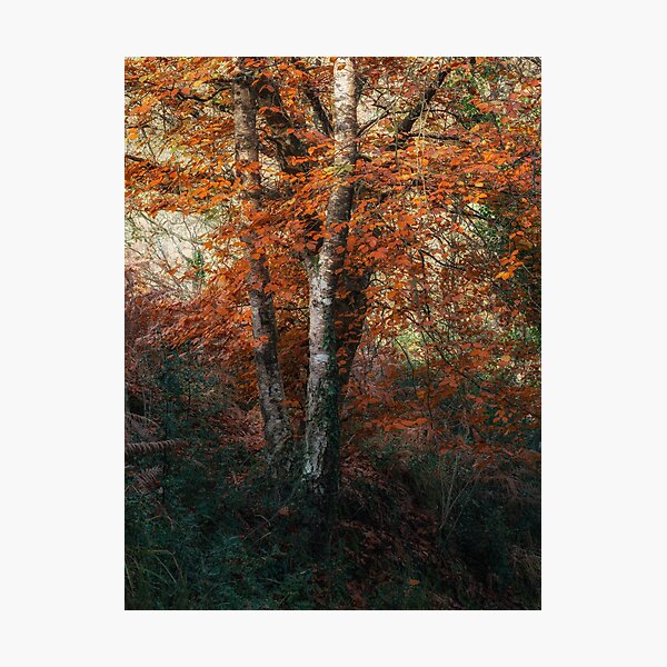 Item preview, Autumn Leaves on a Tree designed and sold by JoSowden.