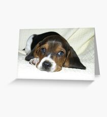 Dundee 8.5 weeks old Greeting Card