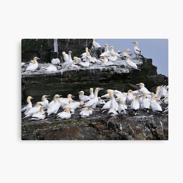 Item preview, Gannets on Noss, Shetland designed and sold by Richard Ion.