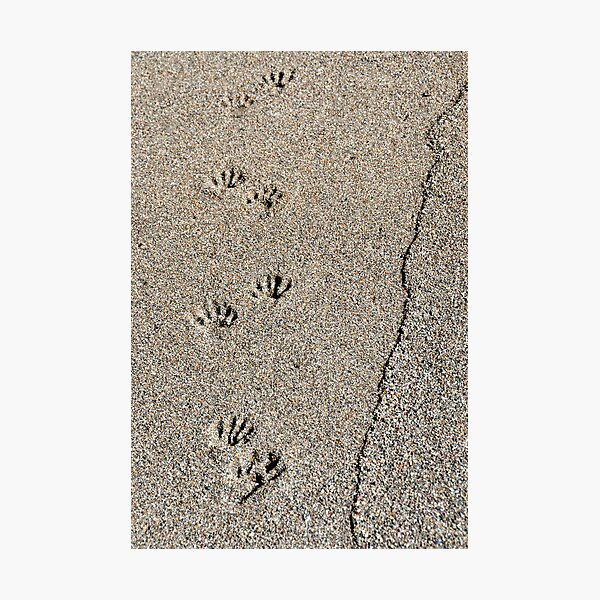Tracks in Time Photographic Print