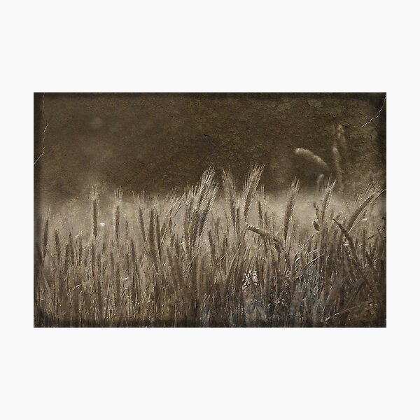 weeds two Photographic Print