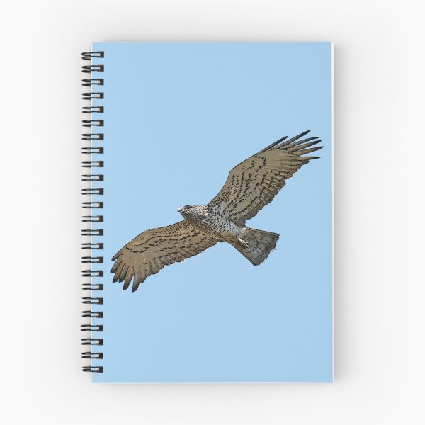 Item preview, Short-toed Snake-Eagle Flying Color Design  designed and sold by designsasstultd.