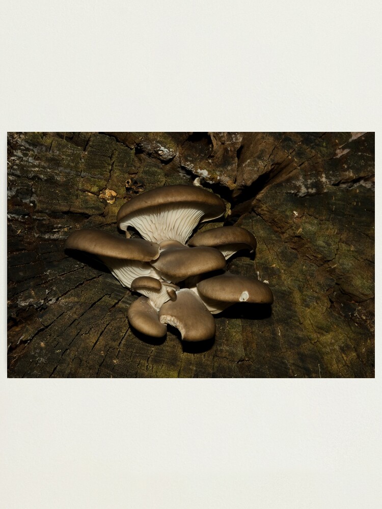 Thumbnail 1 of 3, Photographic Print, Centering designed and sold by steppeland.