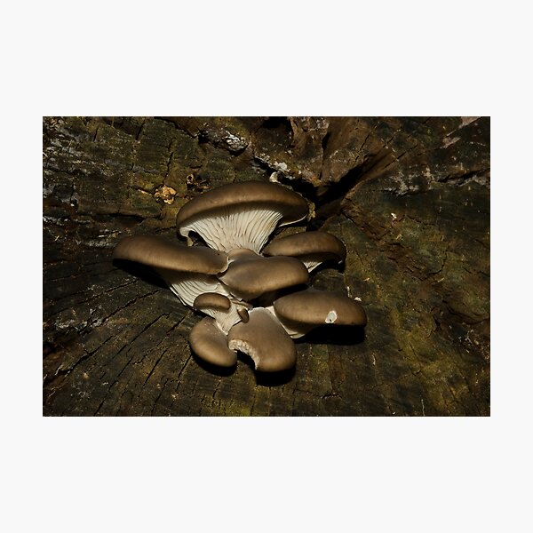 Centering Photographic Print