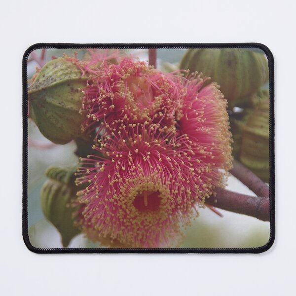 Item preview, A Cluster Of Eucalyptus Flowers designed and sold by lezvee.