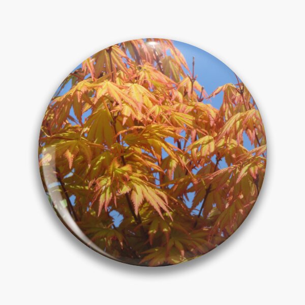 Item preview, Golden Acer (Acer palmatum) designed and sold by lezvee.