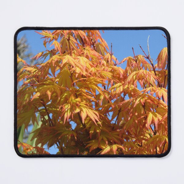 Item preview, Golden Acer (Acer palmatum) designed and sold by lezvee.