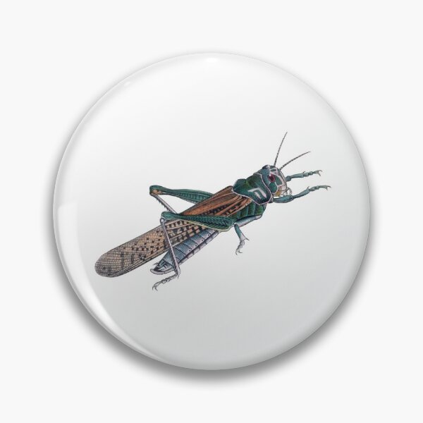 Item preview, Vintage Grasshopper Illustration, Entomology Illustration  designed and sold by HawthorneFlame.