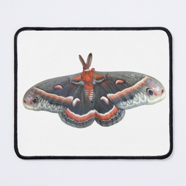 Item preview, Robin Moth: Hyalophora cecropia designed and sold by Entomologist.