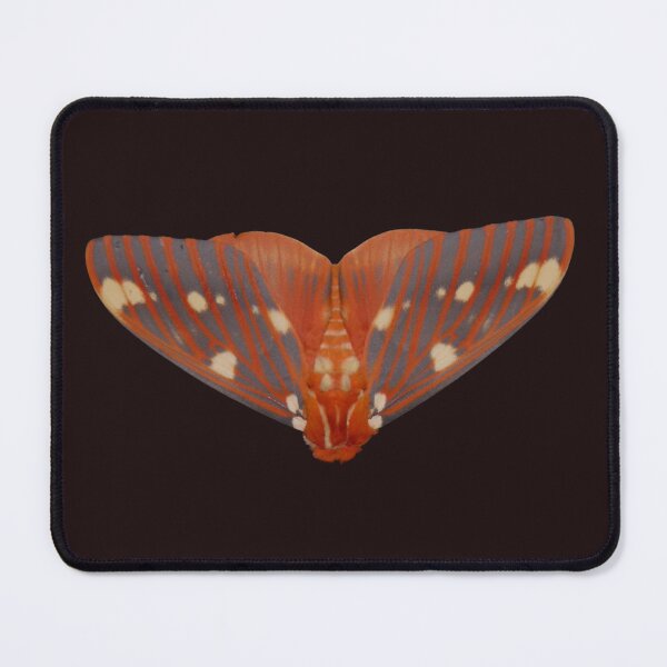 Item preview, Regal Moth: Citheronia regalis designed and sold by Entomologist.