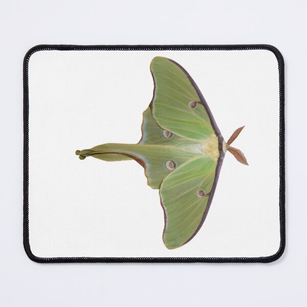 Item preview, Luna moth: Actias luna designed and sold by Entomologist.