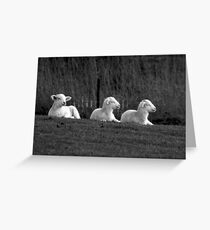 Three lambs Greeting Card