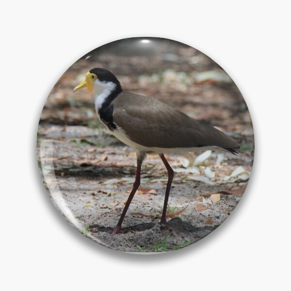 Item preview, Masked lapwing (Plover) designed and sold by BirdsAlive.