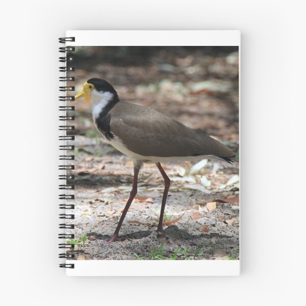 Item preview, Masked lapwing (Plover) designed and sold by BirdsAlive.