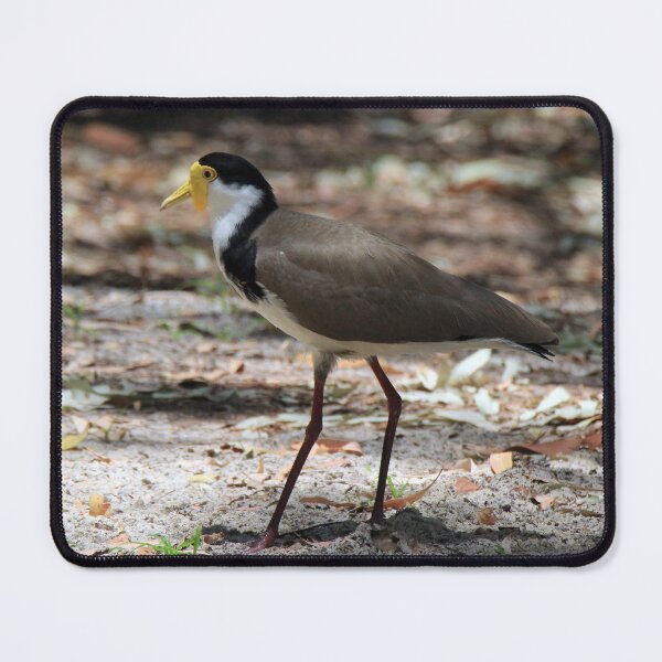 Item preview, Masked lapwing (Plover) designed and sold by BirdsAlive.