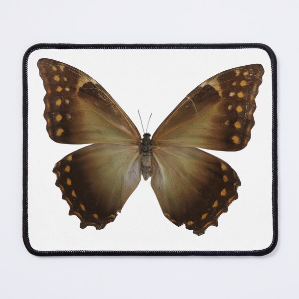 Item preview, Morpho telemachus  designed and sold by Entomologist.