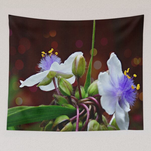 Item preview, Tradescantia (Andersoniana Group) Landscape designed and sold by ScenicViewPics.