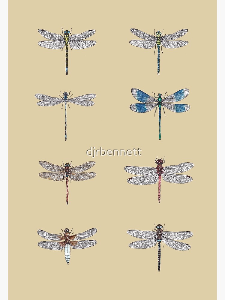 Discover Dragonflies Entomology Studies Premium Matte Vertical Poster