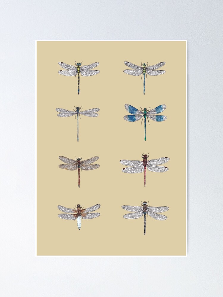 Alternate view of Dragonflies Entomology Studies Poster