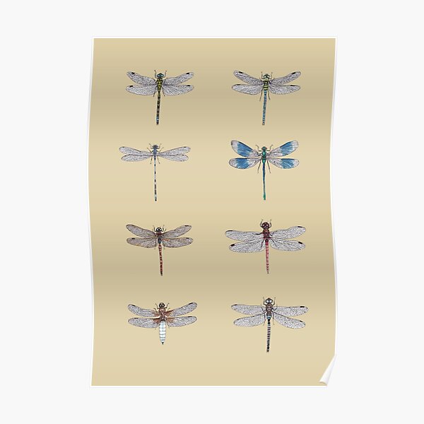 Dragonflies Entomology Studies Poster