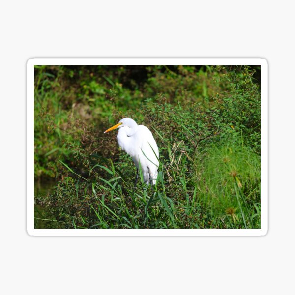 White Egret in Boquete Panama Alvaro Miranda Bird Photography Sticker