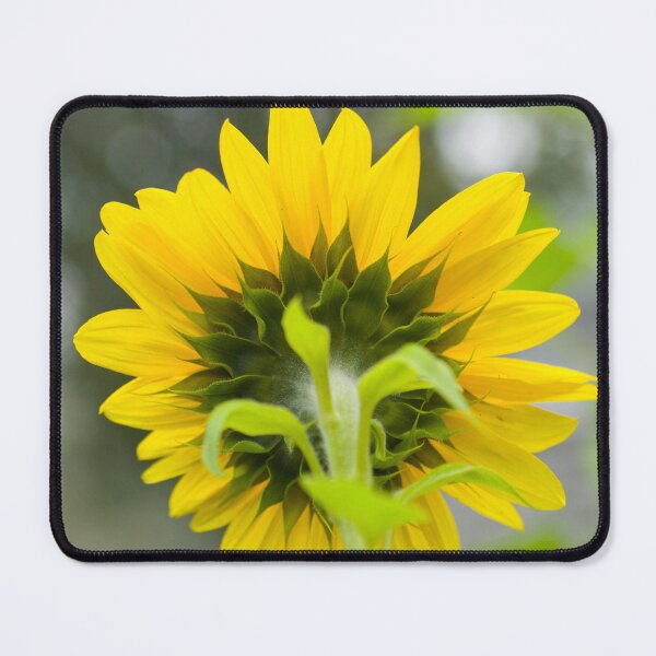 Item preview, Backside of Sunflower designed and sold by Tim McGuire Fine Art.