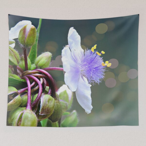 Item preview, Tradescantia (Spiderwort)  designed and sold by ScenicViewPics.