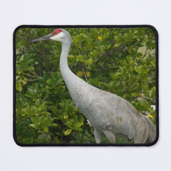 Item preview, Sandhill Crane Bird Photograph designed and sold by ValeriesGallery.
