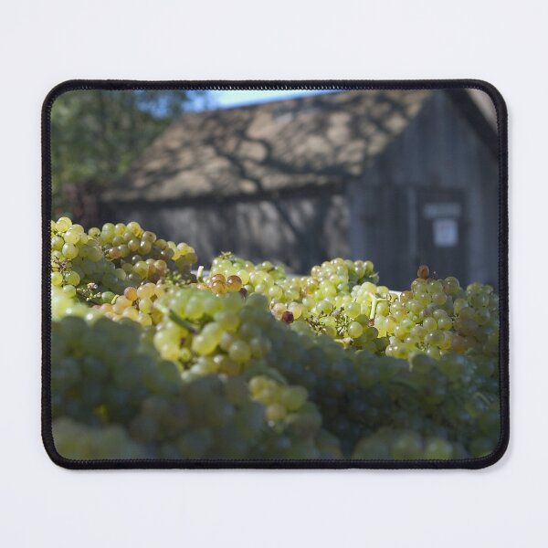Item preview, Harvested Chardonnay designed and sold by Cathy L. Gregg.
