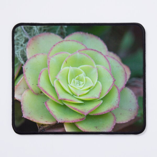 Item preview, Succulent designed and sold by Jacquiamber.