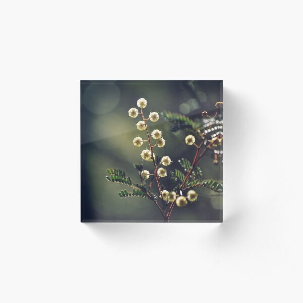 Sunshine Wattle Acrylic Block