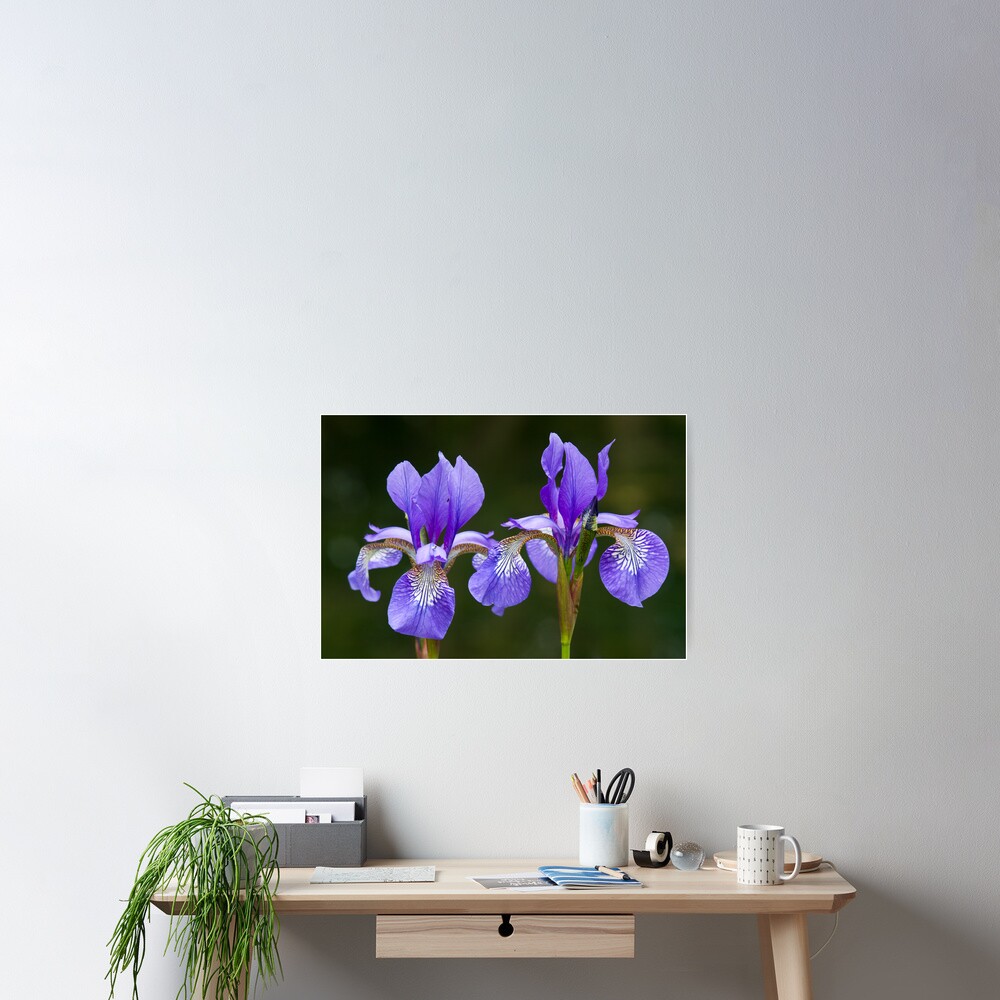 Purple Iris (Iris versicolor) Poster